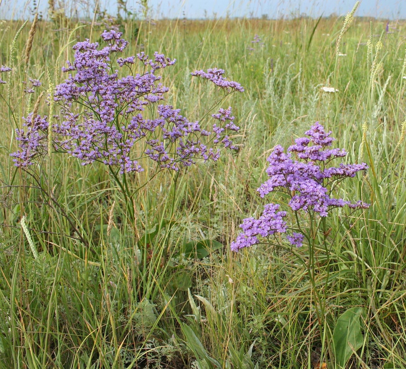 Изображение особи Limonium gmelinii.