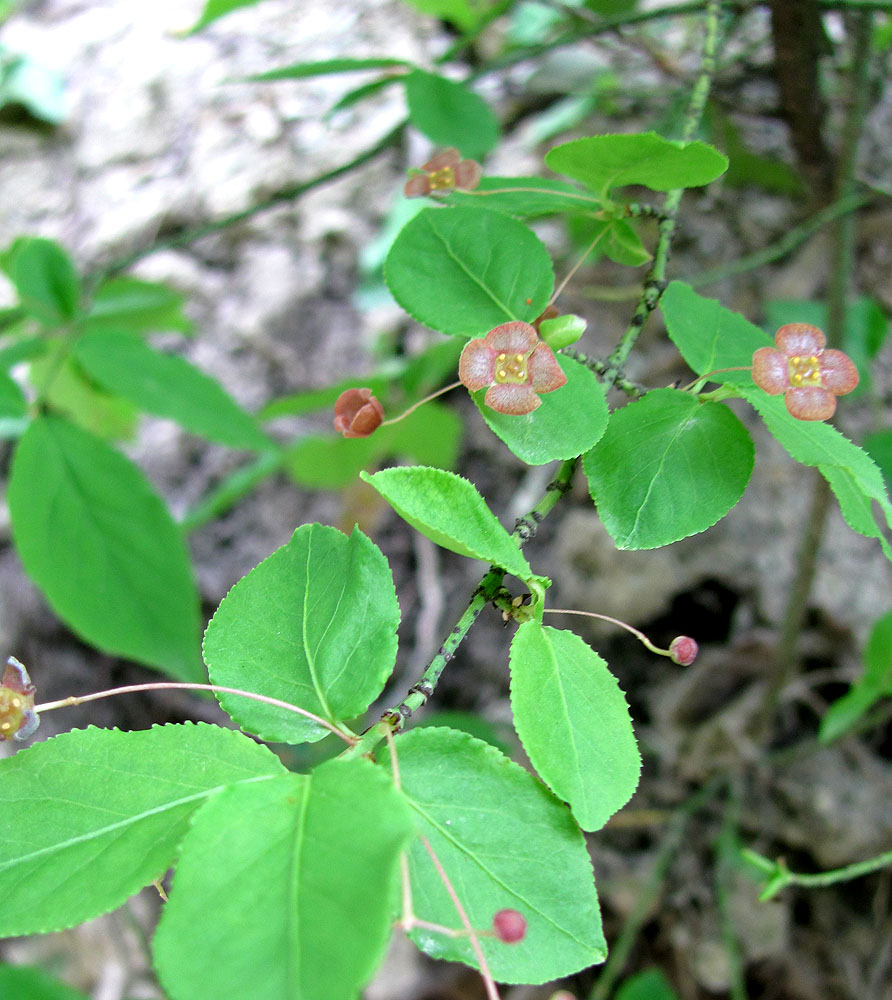 Изображение особи Euonymus verrucosus.