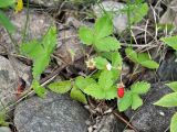 Fragaria vesca. Плодоносящее растение. Псковское озеро, остров Верхний. 14.06.2014.