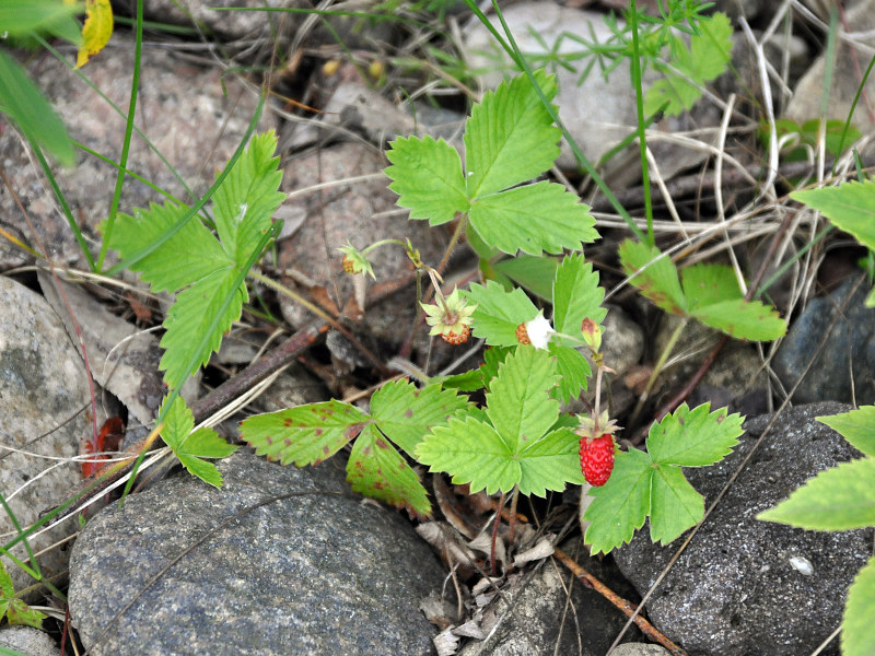 Изображение особи Fragaria vesca.