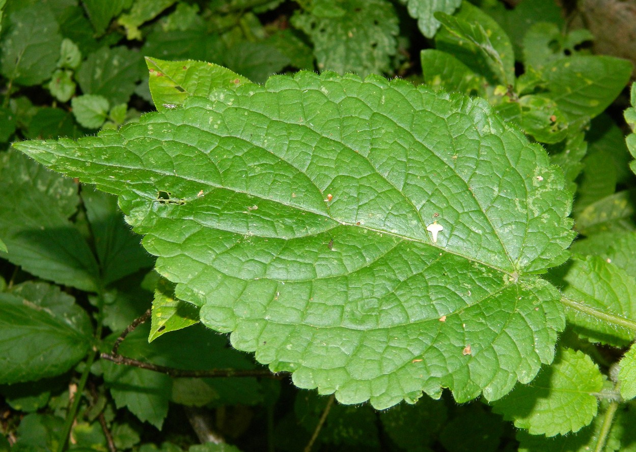 Image of Stachys sylvatica specimen.