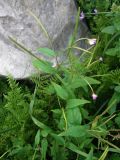 Epilobium montanum. Цветущее растение. Горный Крым, Бабуган-Яйла. 1 июля 2009 г.