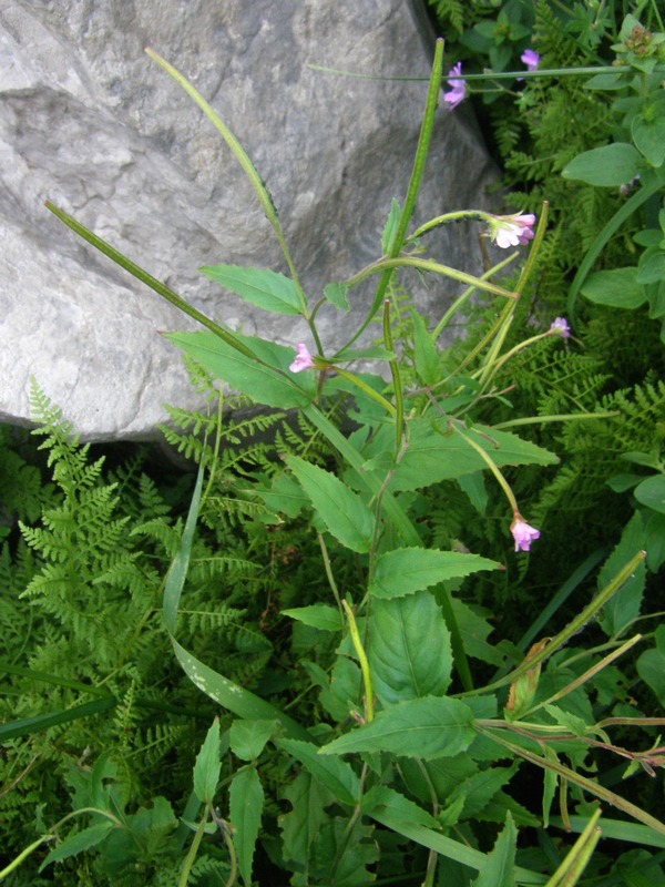 Изображение особи Epilobium montanum.