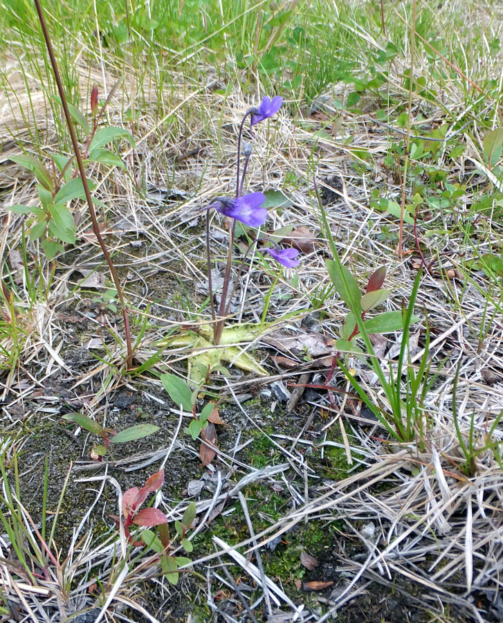 Image of Pinguicula vulgaris specimen.