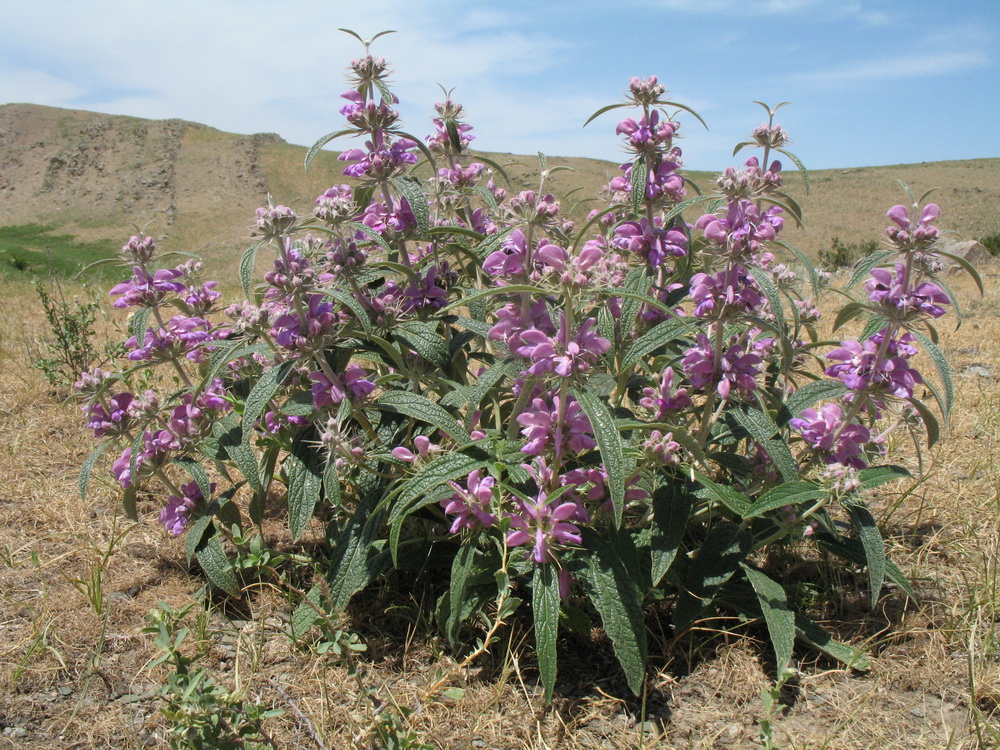 Image of Phlomis regelii specimen.