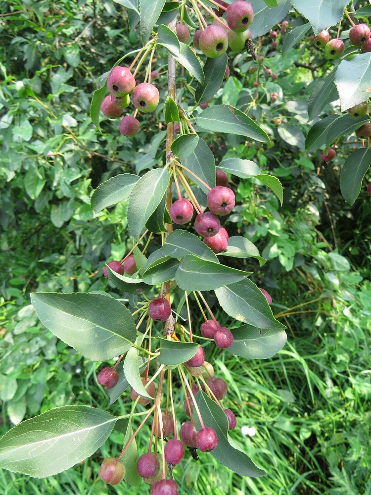 Изображение особи Malus baccata.