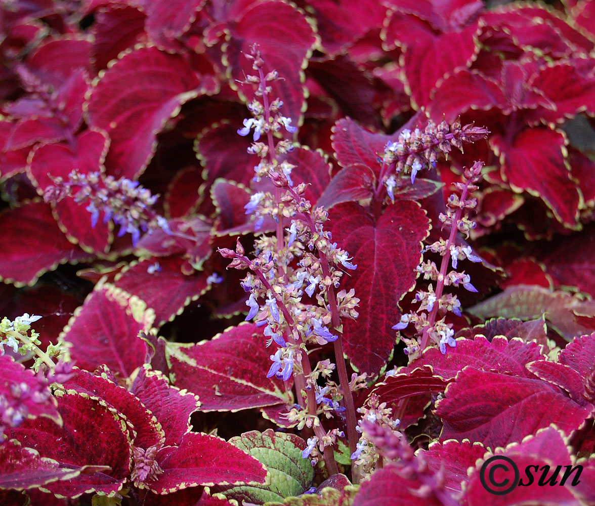 Image of Coleus scutellarioides specimen.