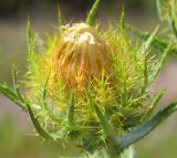 Carlina biebersteinii