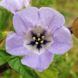 Nicandra physalodes