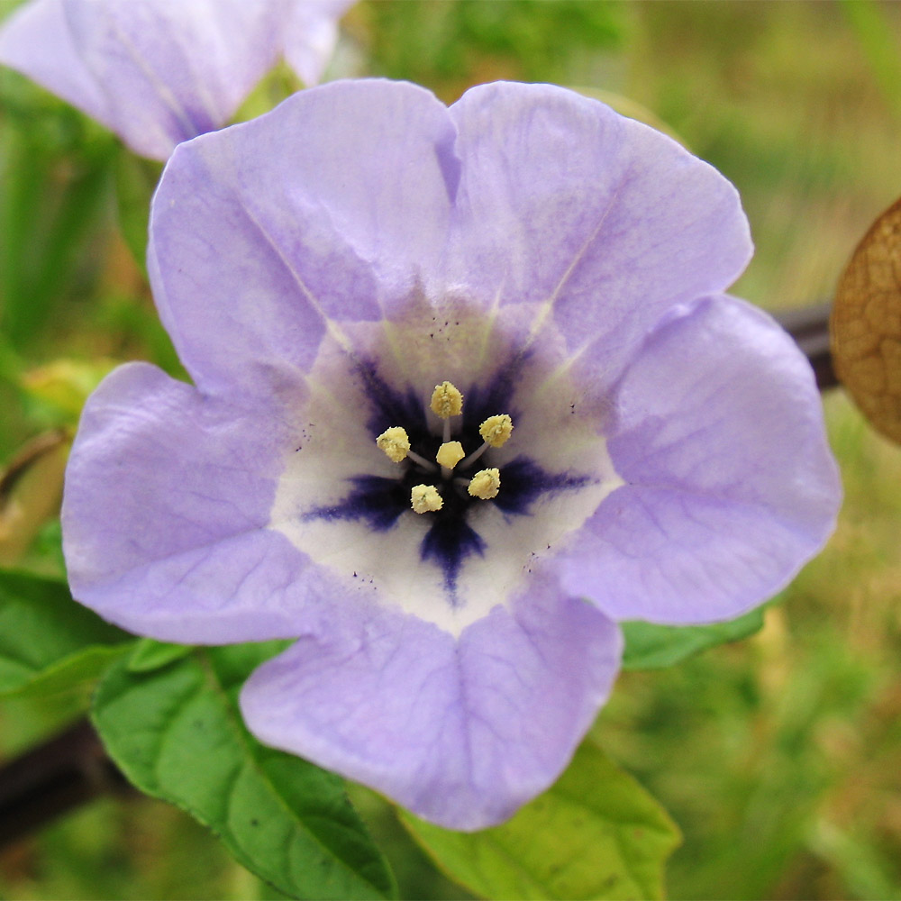 Изображение особи Nicandra physalodes.