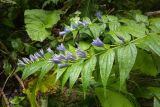 Gentiana schistocalyx