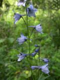 Delphinium flexuosum