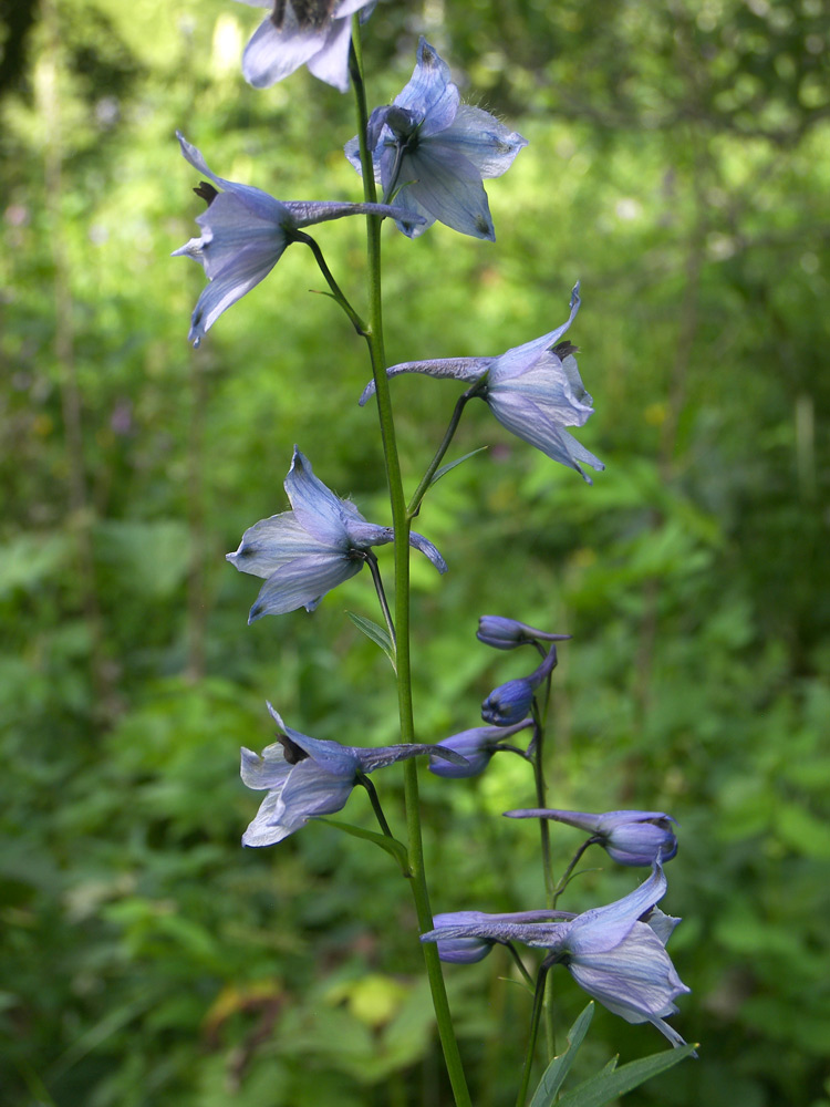 Изображение особи Delphinium flexuosum.