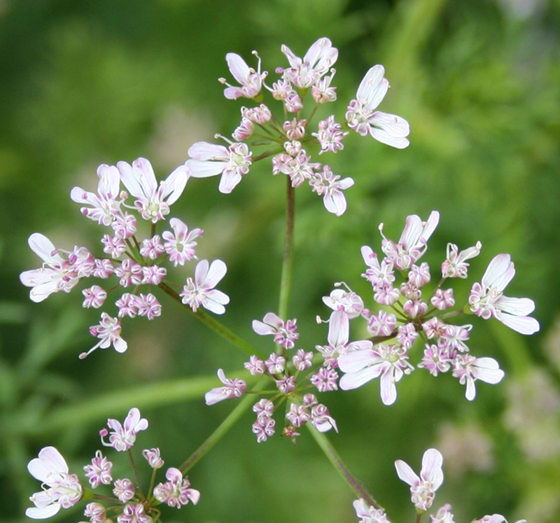 Изображение особи Coriandrum sativum.