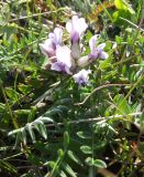 Oxytropis sordida