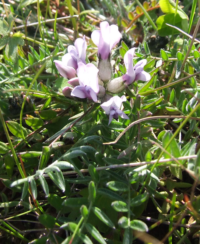 Изображение особи Oxytropis sordida.