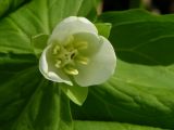 Trillium camschatcense