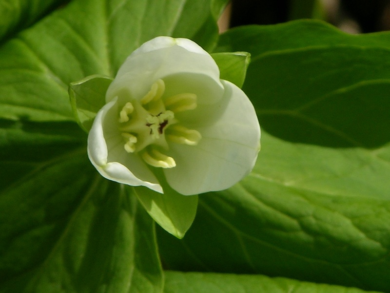 Image of Trillium camschatcense specimen.