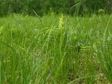 Limnorchis convallariifolia