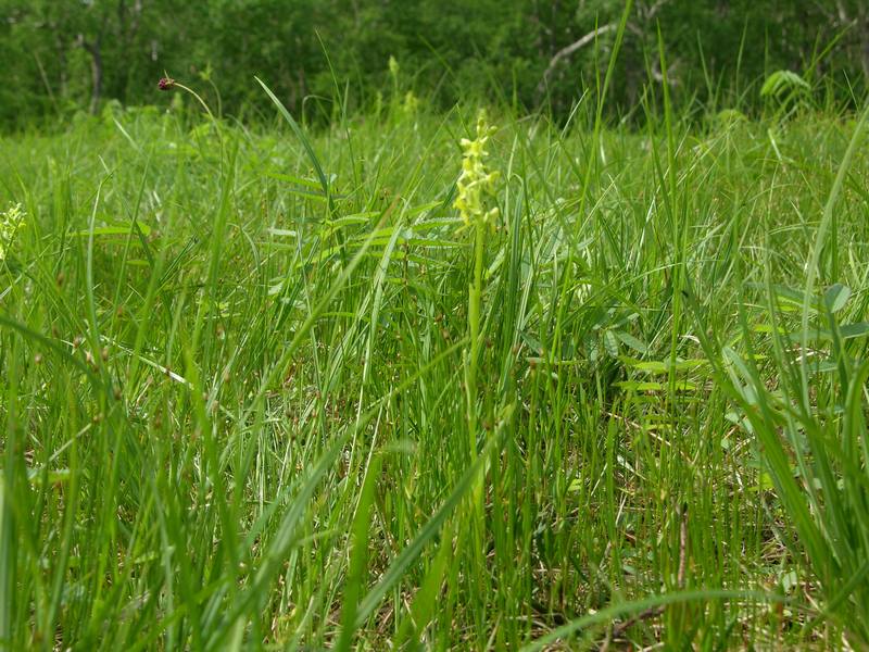 Изображение особи Limnorchis convallariifolia.