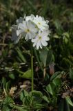 Primula algida