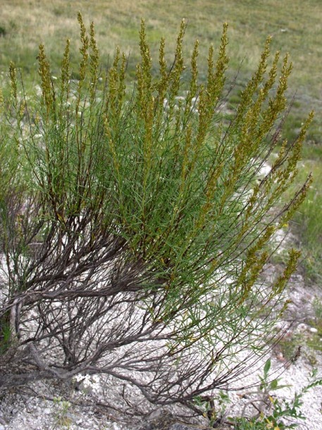 Image of Artemisia salsoloides specimen.