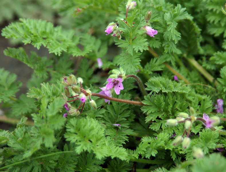 Image of Erodium cicutarium specimen.