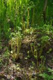 Dryopteris expansa. Молодые вайи. Московская обл., Раменский р-н, окр. дер. Хрипань, смешанный лес. 18.05.2009.