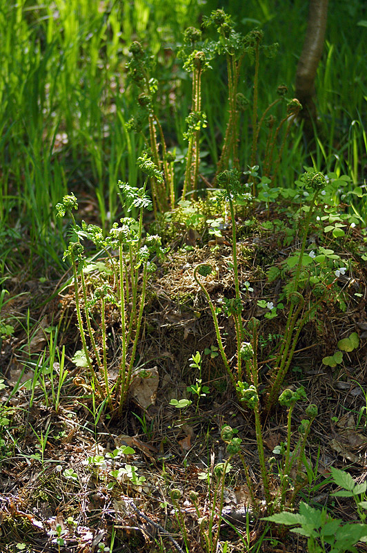 Изображение особи Dryopteris expansa.