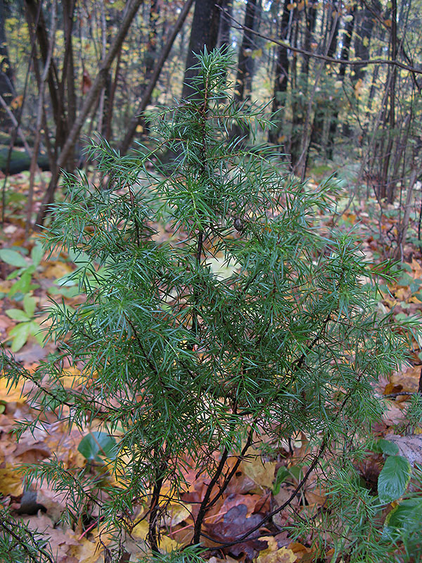 Изображение особи Juniperus communis.