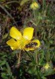 Ranunculus submarginatus