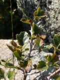 Ribes heterotrichum. Ветвь. Восточно-Казахстанская область, Уланский р-н, окрестности оз. Дубыгалинского (оз. Окуньки). 16.08.2009.