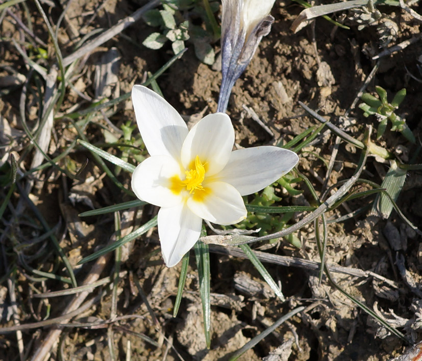 Image of Crocus alatavicus specimen.