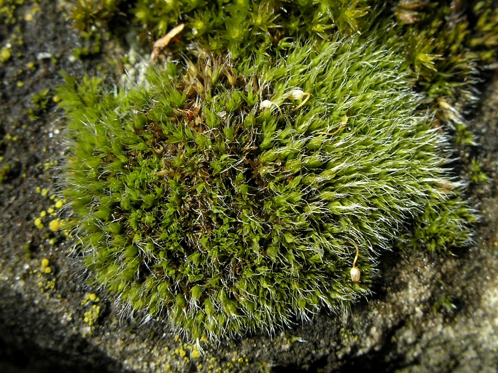 Image of Grimmia pulvinata specimen.