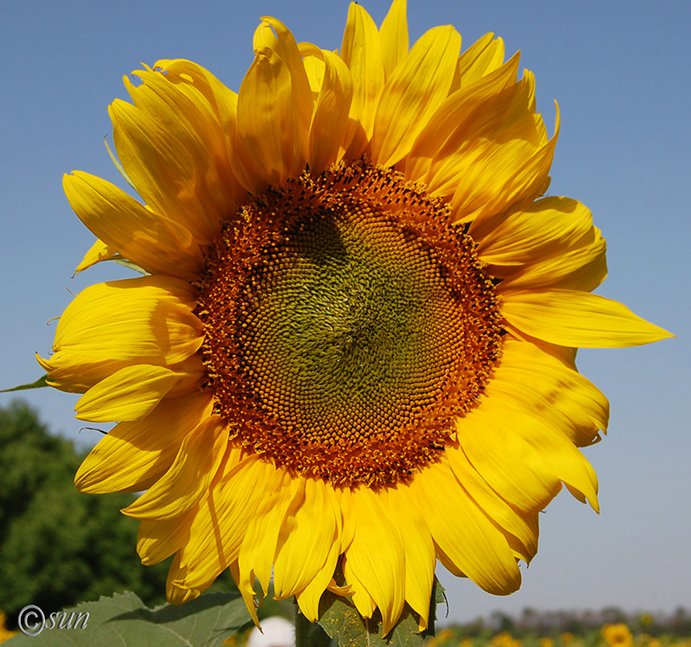 Image of Helianthus annuus specimen.