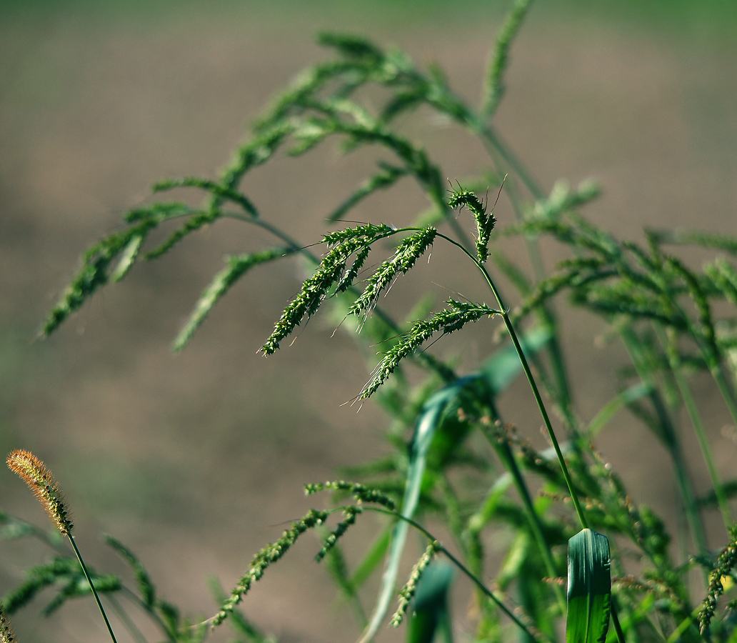 Image of Echinochloa crus-galli specimen.