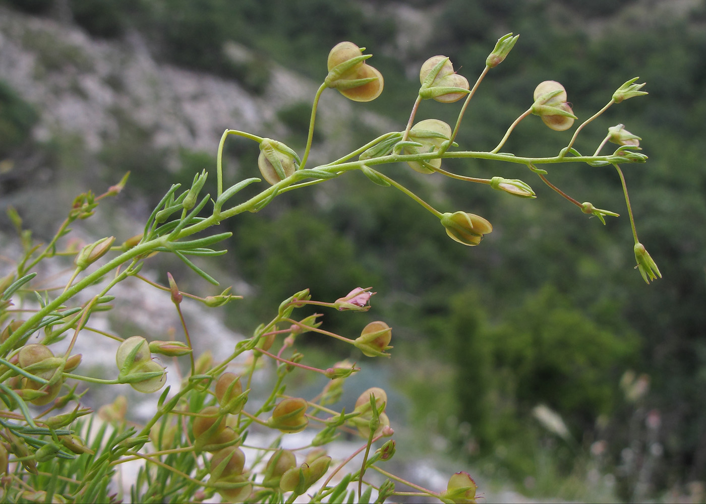 Image of Veronica filifolia specimen.