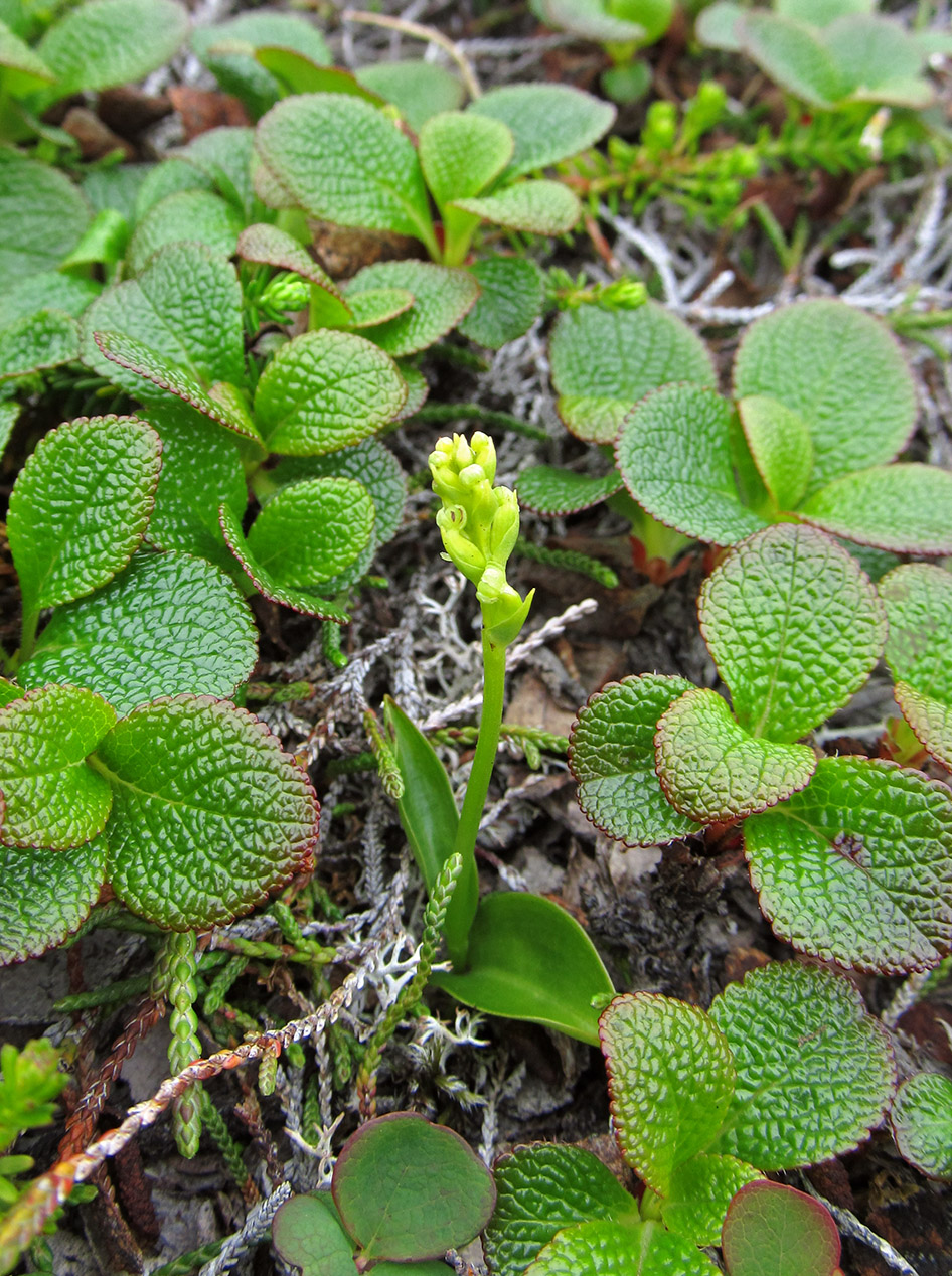 Image of Platanthera chorisiana specimen.