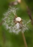 Taraxacum penicilliforme. Соплодие с облетающими семянками. Мурманская обл., Кольский р-н, пос. Мурмаши, берег руч. Кротовый. 09.07.2015.