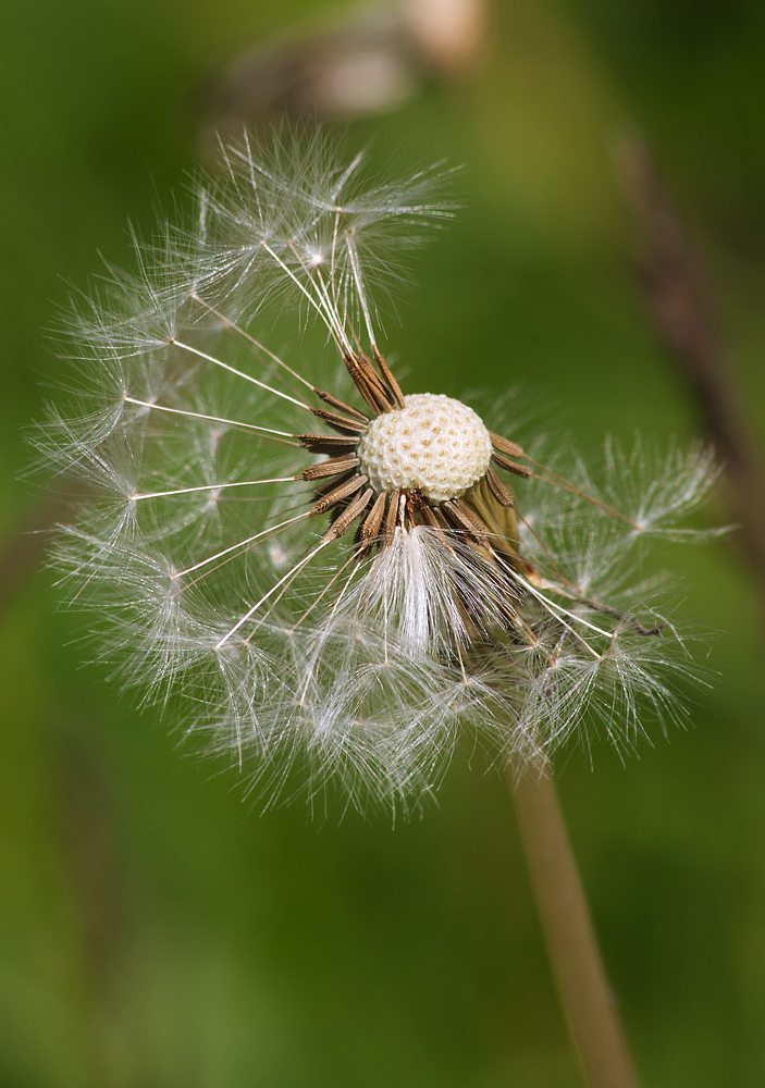 Image of Taraxacum penicilliforme specimen.