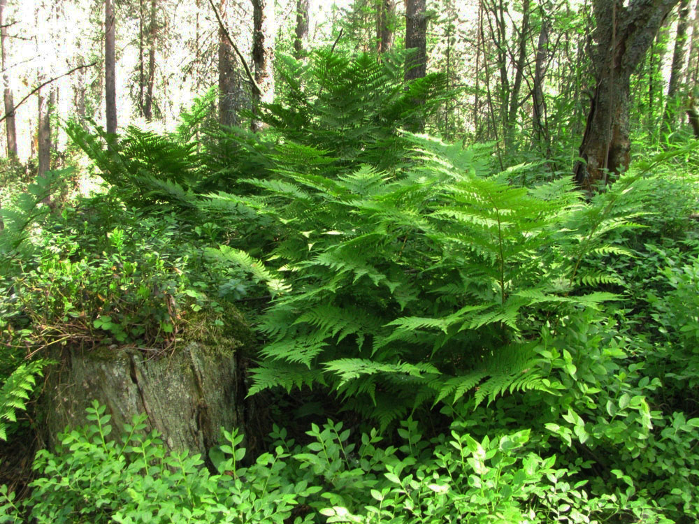 Image of Dryopteris assimilis specimen.