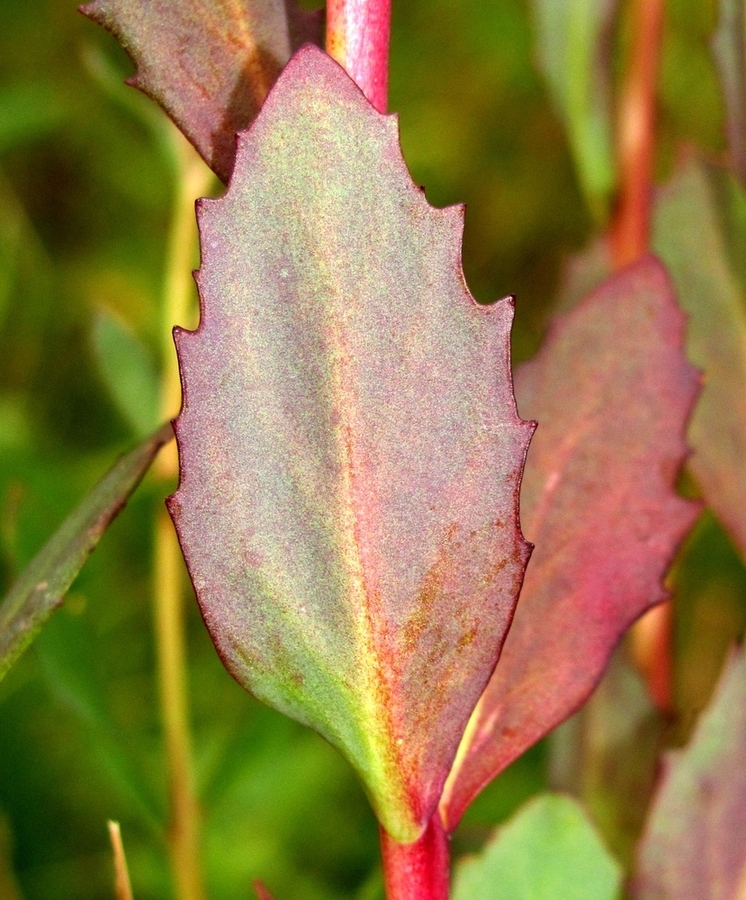 Изображение особи Hylotelephium triphyllum.