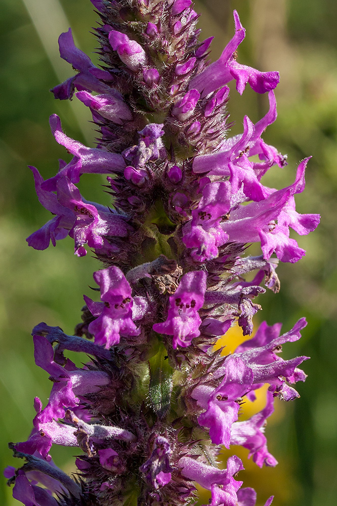 Изображение особи Betonica officinalis.