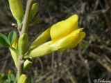 Chamaecytisus ruthenicus