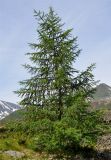 Larix sibirica. Взрослое дерево. Бурятия, Окинский р-н, падь Хи-Гол, ≈ 2000 м н.у.м., лиственничный лес на окраине лавового поля. 11.07.2015.