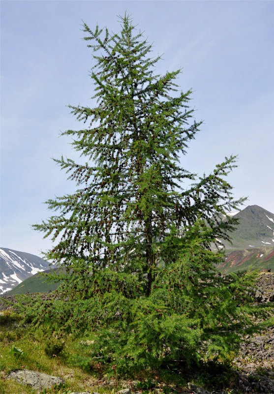 Изображение особи Larix sibirica.