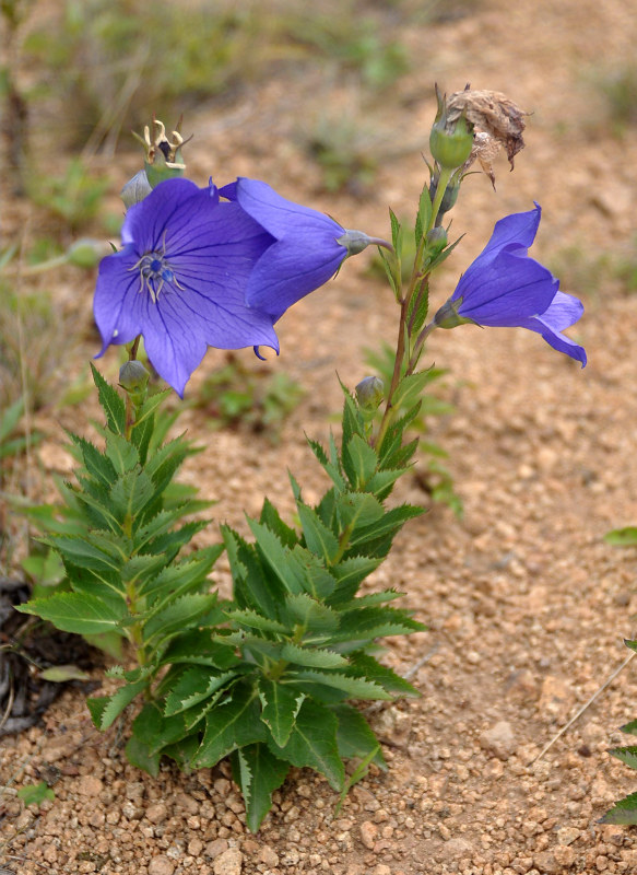 Image of Platycodon grandiflorus specimen.
