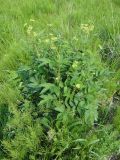 Filipendula ulmaria