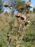 Cirsium vulgare. Верхушка плодоносящего растения с единичными цветущими соцветиями. Кыргызстан, Чуйская обл., с. Восток, берег водоема. 11.09.2015.