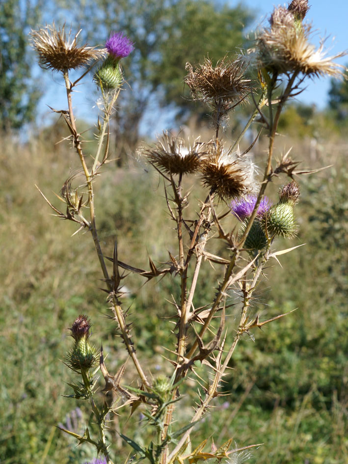 Изображение особи Cirsium vulgare.